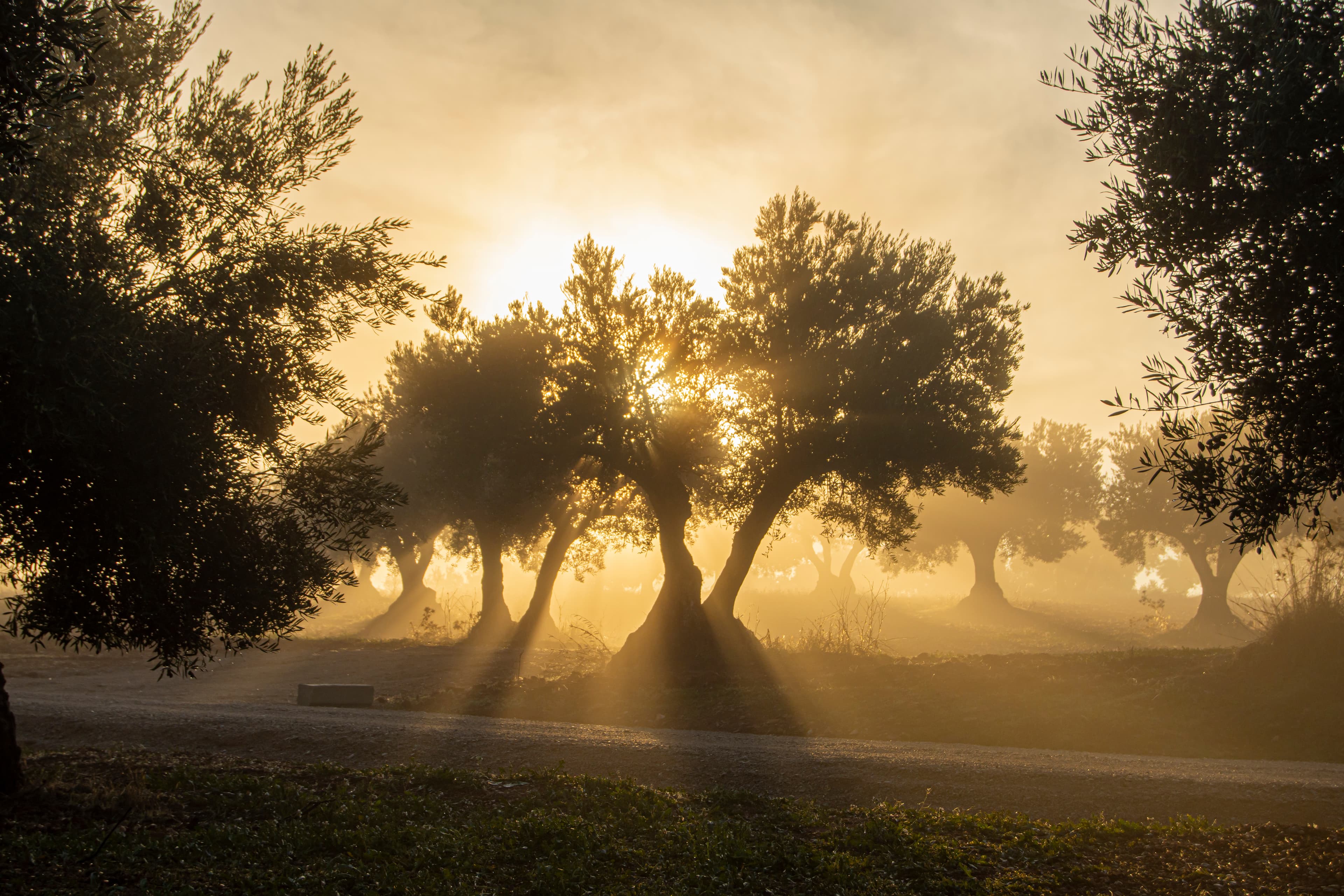 OLIVETREE